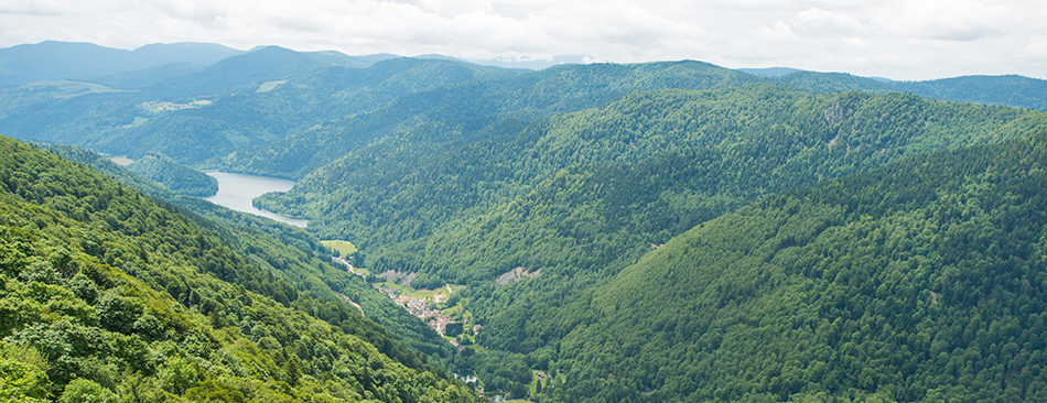 Mountain forest in the Vosges, France